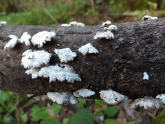 Schizophyllum commune