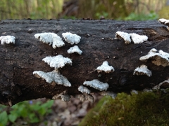 Schizophyllum commune
