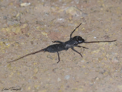 Mastigoproctus maximus