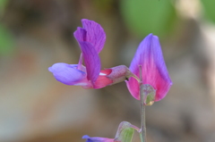 Lathyrus digitatus