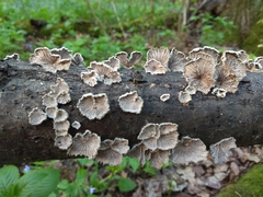 Schizophyllum commune