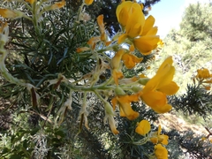 Adenocarpus decorticans