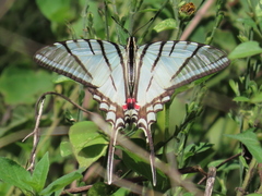 Protographium epidaus epidaus