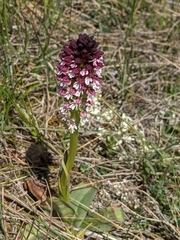 Neotinea ustulata ustulata