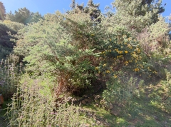 Adenocarpus decorticans