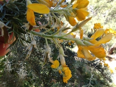 Adenocarpus decorticans
