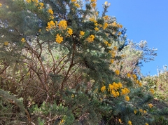 Adenocarpus decorticans