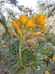Adenocarpus decorticans