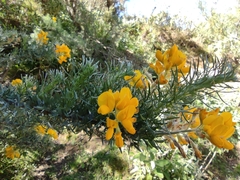 Adenocarpus decorticans