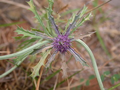 Eryngium hookeri