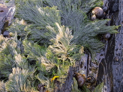 Cladophora rupestris