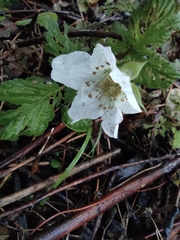 Rubus hirsutus