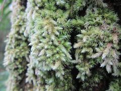Leucobryum javense
