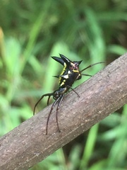 Micrathena raimondi