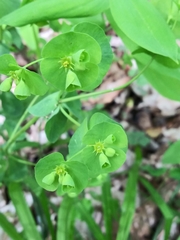 Tithymalus