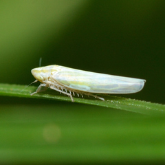 Dikraneura angustata