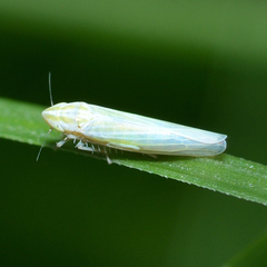 Dikraneura angustata