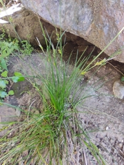 Carex distachya