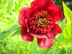 Paeonia ludlowii