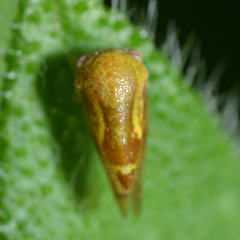 Ophiderma evelyna