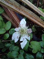 Rubus hirsutus