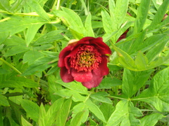 Paeonia ludlowii