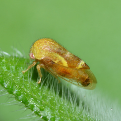 Ophiderma evelyna