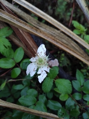 Rubus hirsutus