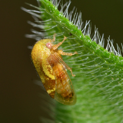 Ophiderma evelyna