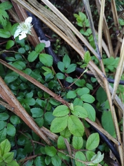 Rubus hirsutus