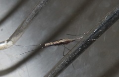 Anopheles tenebrosus