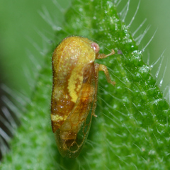 Ophiderma evelyna
