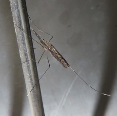 Anopheles tenebrosus
