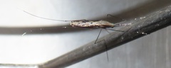 Anopheles tenebrosus