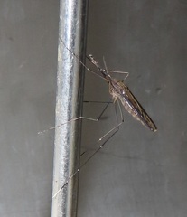 Anopheles tenebrosus