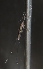 Anopheles tenebrosus