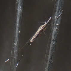 Anopheles tenebrosus