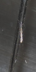 Anopheles tenebrosus