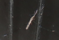 Anopheles tenebrosus