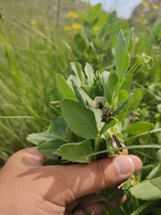 Vicia narbonensis