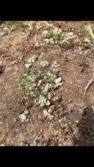 Psilocarphus brevissimus