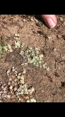 Psilocarphus brevissimus