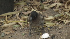 Pycnonotus nigricans