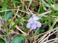 Viola stagnina