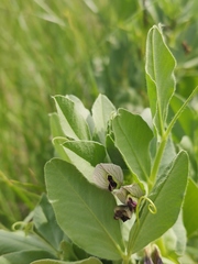 Vicia narbonensis