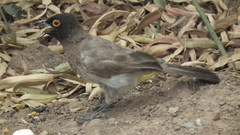 Pycnonotus nigricans