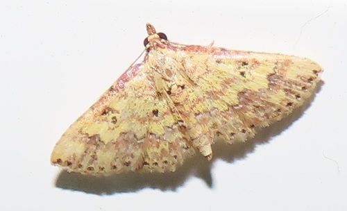Cerynea thermesialis Walker, 1865