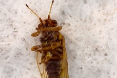Psylloidea
