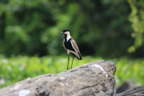 Spur-winged Lapwing
