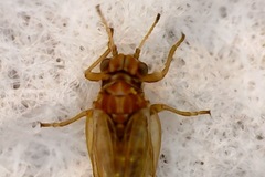 Psylloidea